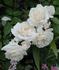 Avalanche rose photo