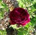 Duc de Cazes rose photo
