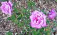 Clair de Lune rose photo