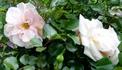 Princess Marianna rose photo