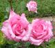 Lady rose photo