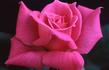 Respect rose photo
