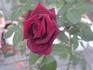 Bonne Nuit rose photo