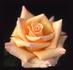 Doris Reese rose photo