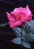 Respect rose photo
