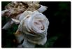 Helena Renaissance rose photo