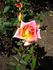 Cinnamon Delight ™ rose photo