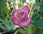 The Temptations ™ rose photo