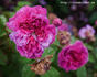 Fleurs de Pelletier rose photo