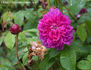 Fleurs de Pelletier rose photo