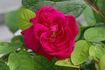 A. Geoffroy de St. Hilaire rose photo