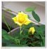Cal Poly ™ rose photo