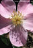Roseromantic ® rose photo