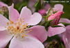 Roseromantic ® rose photo