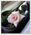 Amy Grant rose photo