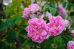 Alphonse Maillé rose photo
