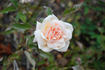 Madame Charles rose photo