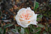 Madame Charles rose photo