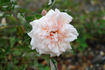 Madame Charles rose photo