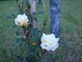 Jackie, Cl. rose photo