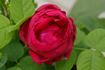 A. Geoffroy de St. Hilaire rose photo