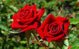Swalk rose photo