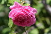 Chateau Frontenac rose photo