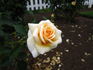 Pure Gold ™ rose photo