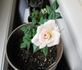 Amy Grant rose photo