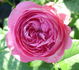 Agar rose photo