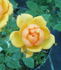 Amber Nectar rose photo