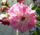 Aristide Briand rose photo