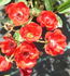 Cerveny kriz rose photo