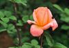 Favorita ™ rose photo