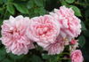 Misty Hit rose photo