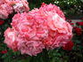 Liverpool Echo rose photo