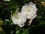Snow Ballet ® rose photo
