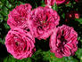 Pink Twist rose photo