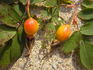 <i>Rosa amblyotis</i> C. A. Meyer rose photo