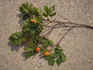 <i>Rosa amblyotis</i> C. A. Meyer rose photo