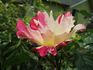 Soaring Spirits ™ rose photo