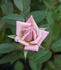 Special Angel rose photo