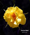 The Last Dance rose photo
