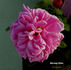 Morongo Valley rose photo