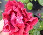 Albert la Blotais rose photo