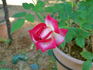 Hilde ™ rose photo