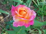 World Peace ™ rose photo