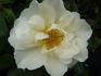 Autumn Delight rose photo