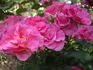 Pink Sevilliana rose photo
