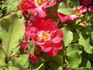 Great Wall rose photo